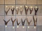 Prachtige gewei punten van een Edelhert jacht decoratie, Ophalen of Verzenden, Gebruikt, Hert, Gewei of Kop