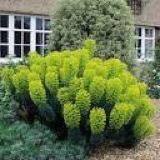 Wolfsmelk.  Euphorbia characias beschikbaar voor biedingen