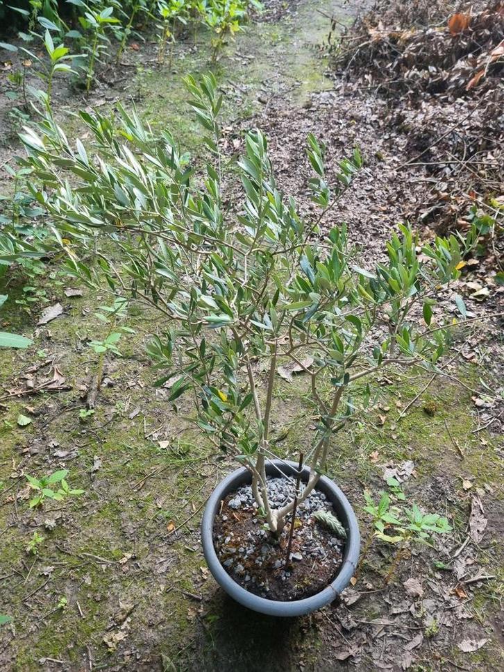 Olijfboom 80/100 cm, Tuin en Terras, Planten | Bomen, Olijfboom, 100 tot 250 cm, Volle zon, Ophalen of Verzenden