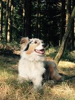 GEZOCHT: maatje voor Koshka, Dieren en Toebehoren, Particulier, Rabiës (hondsdolheid), Teef, 6 jaar of ouder