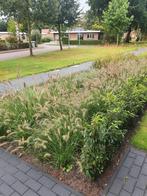 Penesetum hameln, Ophalen, Zomer, Overige soorten, Volle zon