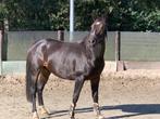 Professioneel zadelmak maken van uw paard., Diensten en Vakmensen, Dieren | Paarden | Verzorging, Oppas en Les, Ruiter of Bijrijder