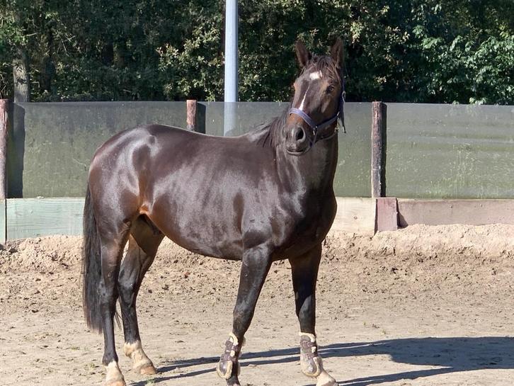 Professioneel zadelmak maken van uw paard., Diensten en Vakmensen, Dieren | Paarden | Verzorging, Oppas en Les, Gedragstraining