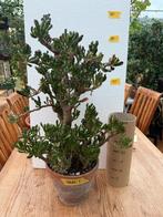Jadeplant Ogre ear/Horntree, Huis en Inrichting, Kamerplanten, Ophalen, Vetplant, In pot, Minder dan 100 cm