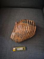 Prachtige mammoet kies., Verzamelen, Mineralen en Fossielen, Ophalen of Verzenden, Fossiel