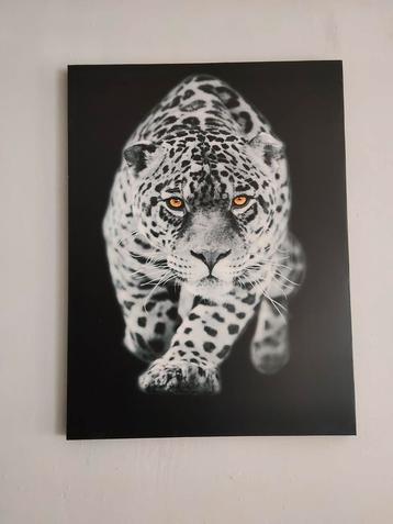 Zwart-wit Jaguar Print beschikbaar voor biedingen