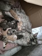 Maine coon kittens, Dieren en Toebehoren, Katten en Kittens | Raskatten | Langhaar, Meerdere dieren, Gechipt