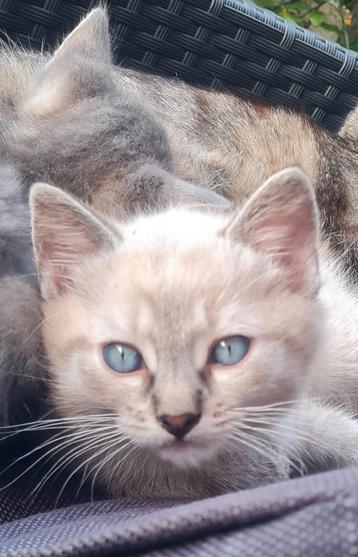 Schitterend Raggdoll Blue Point katertje  beschikbaar voor biedingen