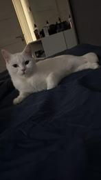 Britse korthaar, Poes