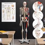 Skelet Anatomie model levensgroot met spier weergave poster, Nordring 70 Garau, Info@f-cp.nl, Nieuw, Ophalen of Verzenden