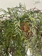 Hangplant groot 1.20 meter met kokosnoot pot, Ophalen of Verzenden, Nieuw, Binnen