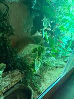 Mooi terrarium, Dieren en Toebehoren, Reptielen en Amfibieën, 0 tot 2 jaar