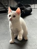 5 speelse witte en zwart witte kittens, Dieren en Toebehoren, Katten en Kittens | Overige Katten, Meerdere dieren