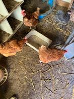 6 legkippen waarvan 3 Araucana’s , 3 Isa brown, Dieren en Toebehoren, Vrouwelijk, Kip
