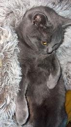 Nestje Raszuivere Britse Korthaar kittens, Dieren en Toebehoren, Meerdere dieren, Ontwormd