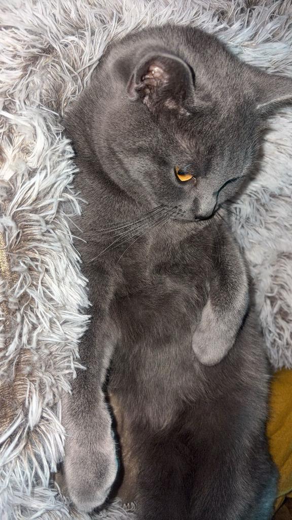 Nestje Raszuivere Britse Korthaar kittens, Dieren en Toebehoren, Katten en Kittens | Raskatten | Korthaar, Meerdere dieren, Ontwormd