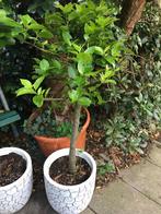 2 X Laurus nobilis. Echte eetbare laurier op stam., Volle zon, Vaste plant, Bloeit niet, Ophalen