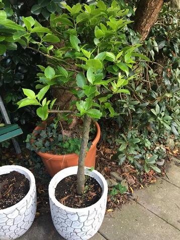 2 X Laurus nobilis. Echte eetbare laurier op stam.  beschikbaar voor biedingen