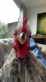 Rain, superleuk cochin kriel haantje zoekt nieuw huis, Dieren en Toebehoren, Mannelijk, Kip