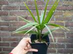 Trachycarpus winsan x naggy. Zeldzame kruising winterhard!!, Ophalen of Verzenden, Overige soorten, Volle zon