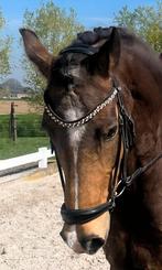 Bridle2fit hoofdstel met Judi frontriem. Lage neusriem. Cob, Dieren en Toebehoren, Ophalen of Verzenden, Dressuur