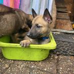 Mechelse herder pups geboren 21 augustus, Dieren en Toebehoren, Rabiës (hondsdolheid), 8 tot 15 weken, Meerdere, Meerdere dieren