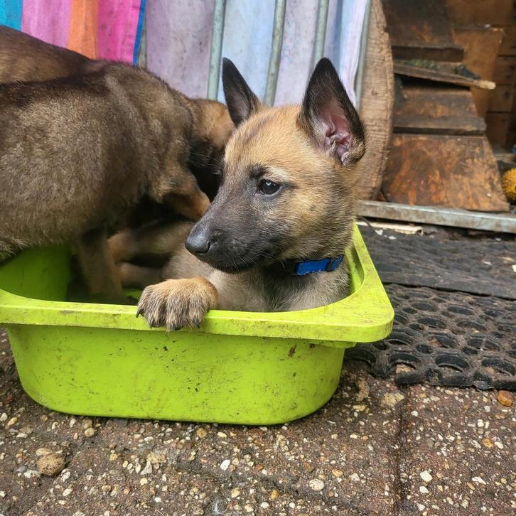 Mechelse herder pups geboren 21 augustus, Dieren en Toebehoren, Honden | Herdershonden en Veedrijvers, Meerdere dieren, Herder