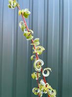 Kleurrijke wilgen, Tuin en Terras, Volle zon, Vaste plant, Lente, Ophalen