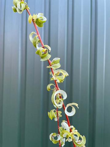 Kleurrijke wilgen beschikbaar voor biedingen