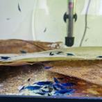 Neocaridina garnalen afhalen. (Beschikbaar), Dieren en Toebehoren, Vissen | Aquariumvissen, Kreeft, Krab of Garnaal, Zoetwatervis