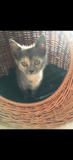 Kattenmand/draagmand, Dieren en Toebehoren, Kattenmanden, Ophalen of Verzenden, Zo goed als nieuw, Riet