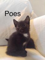 Lieve kittens afstamming Britse korthaar, zwart of grijs, Meerdere dieren, Kortharig