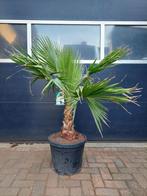 XL Washingtonia Robusta - Mexicaanse Waaierpalm H: 150 cm., Tuin en Terras, Planten | Bomen, Bloeit niet, 100 tot 250 cm, Palmboom