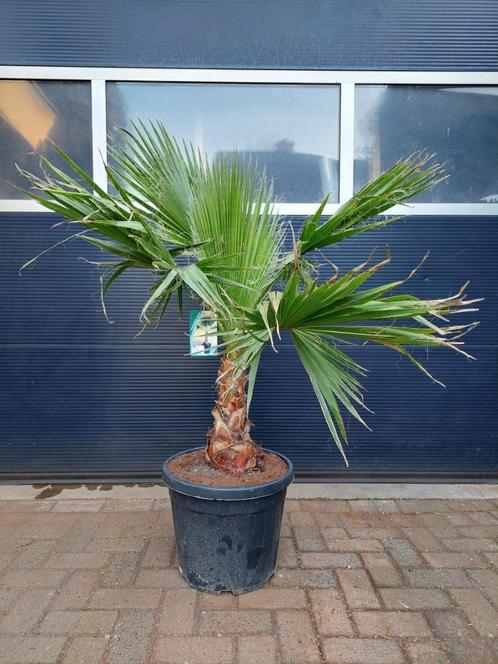 XL Washingtonia Robusta - Mexicaanse Waaierpalm H: 150 cm., Tuin en Terras, Planten | Bomen, Palmboom, 100 tot 250 cm, Volle zon
