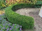 Taxus heg in boog, +/- 5 meter, Ophalen, Taxus, Haag, Minder dan 100 cm