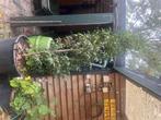 Portugese laurier boom, Ophalen, Laurier, 100 tot 250 cm