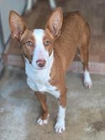 ACE: Puchi is een kleine, grappige kapoen, Dieren en Toebehoren, Particulier, 1 tot 2 jaar, Buitenland, Teef