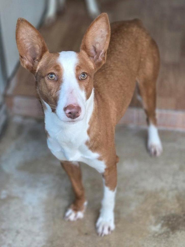 ACE: Puchi is een kleine, grappige kapoen, Dieren en Toebehoren, Honden | Poolhonden, Keeshonden en Oertypen, Teef, Podenco, Particulier