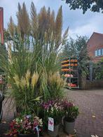 Pampagras ruim 200cm hoog Cortaderia Selloana Evita, Ophalen of Verzenden, Overige soorten, Volle zon