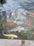 Prachtige koi karpers te koop, Dieren en Toebehoren, Vissen | Vijvervissen, Karper of Koi