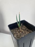 Welwitschia Mirabillis, Vetplant, Ophalen of Verzenden, In pot, Minder dan 100 cm