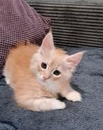 Lieve speelse maine coon stamboom kittens, Dieren en Toebehoren, Meerdere dieren