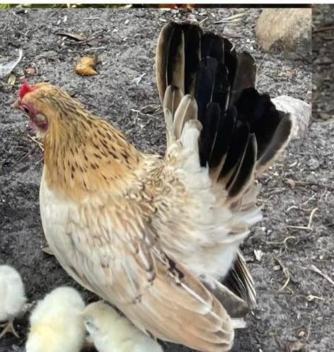 Serama trio 2 hennen+haan, Dieren en Toebehoren, Pluimvee, Kip, Meerdere dieren