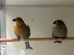 Haakbekken - Pinicola enucleator, Meerdere dieren, Wildzangvogel, Geringd
