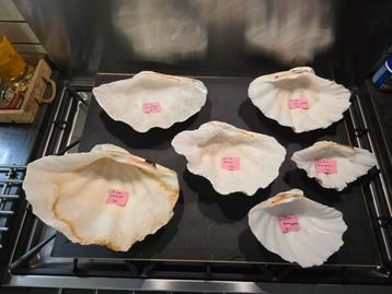 de laatste Tridacnas schelpen  beschikbaar voor biedingen