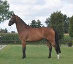 knappe 5 jarige all rounder, Dieren en Toebehoren, Paarden, Merrie, B, 3 tot 6 jaar, 160 tot 165 cm