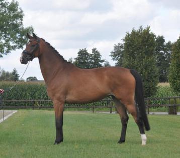 knappe 5 jarige all rounder beschikbaar voor biedingen