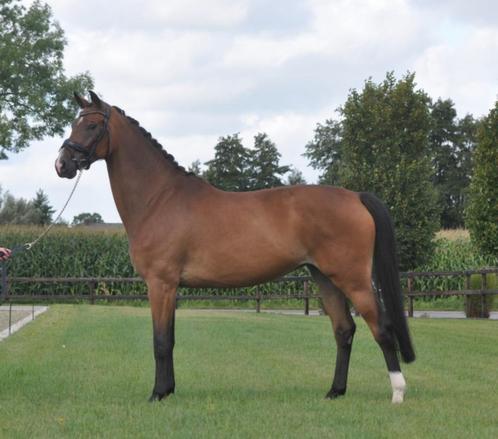 knappe 5 jarige all rounder, Dieren en Toebehoren, Paarden, Merrie, B, 160 tot 165 cm, 3 tot 6 jaar, Met stamboom, Gechipt, Ontwormd