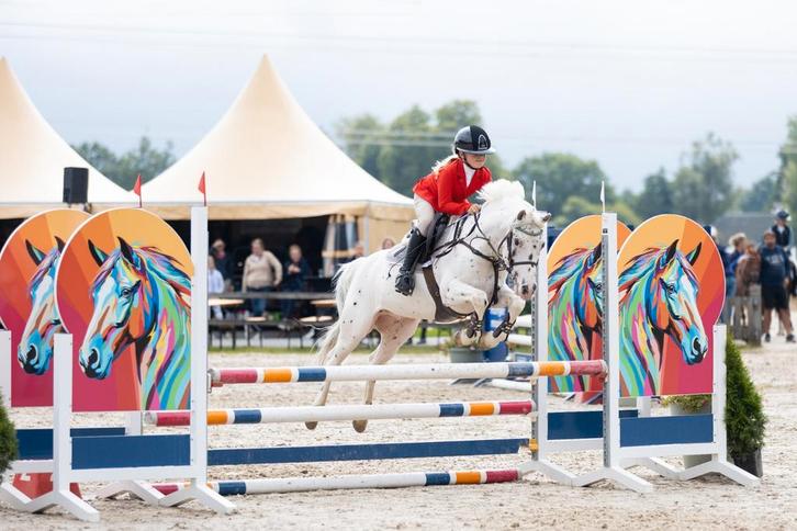 Hele knappe, lieve allround pony, Dieren en Toebehoren, Pony's, Ruin, M, C pony (1.27m tot 1.37m), 11 jaar of ouder