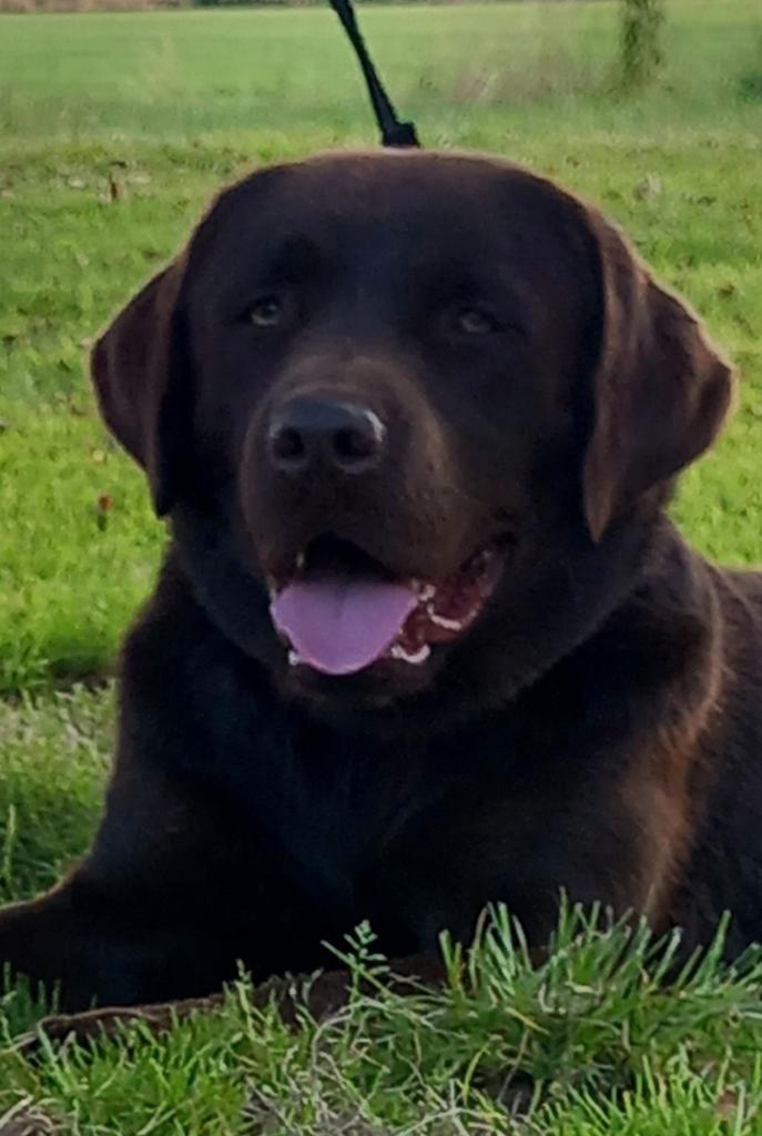 Labrador reu choco bruin LABRADOR Dekreu GROOT, Dieren en Toebehoren, Honden | Dekreuen, Reu, Fokker | Hobbymatig, Eén hond, Nederland